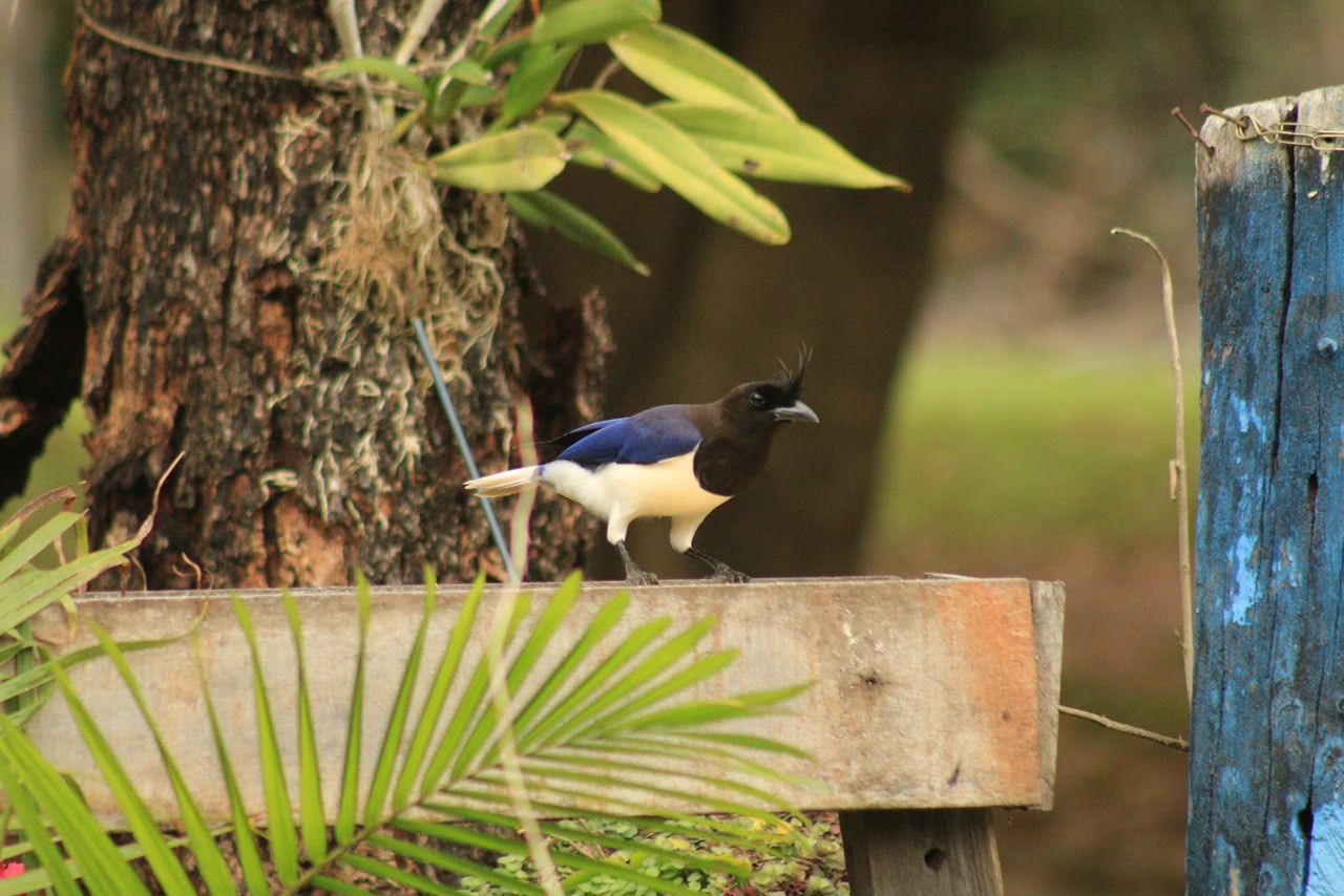 Ave azul, preta e branca pousada em uma estrutura de madeira