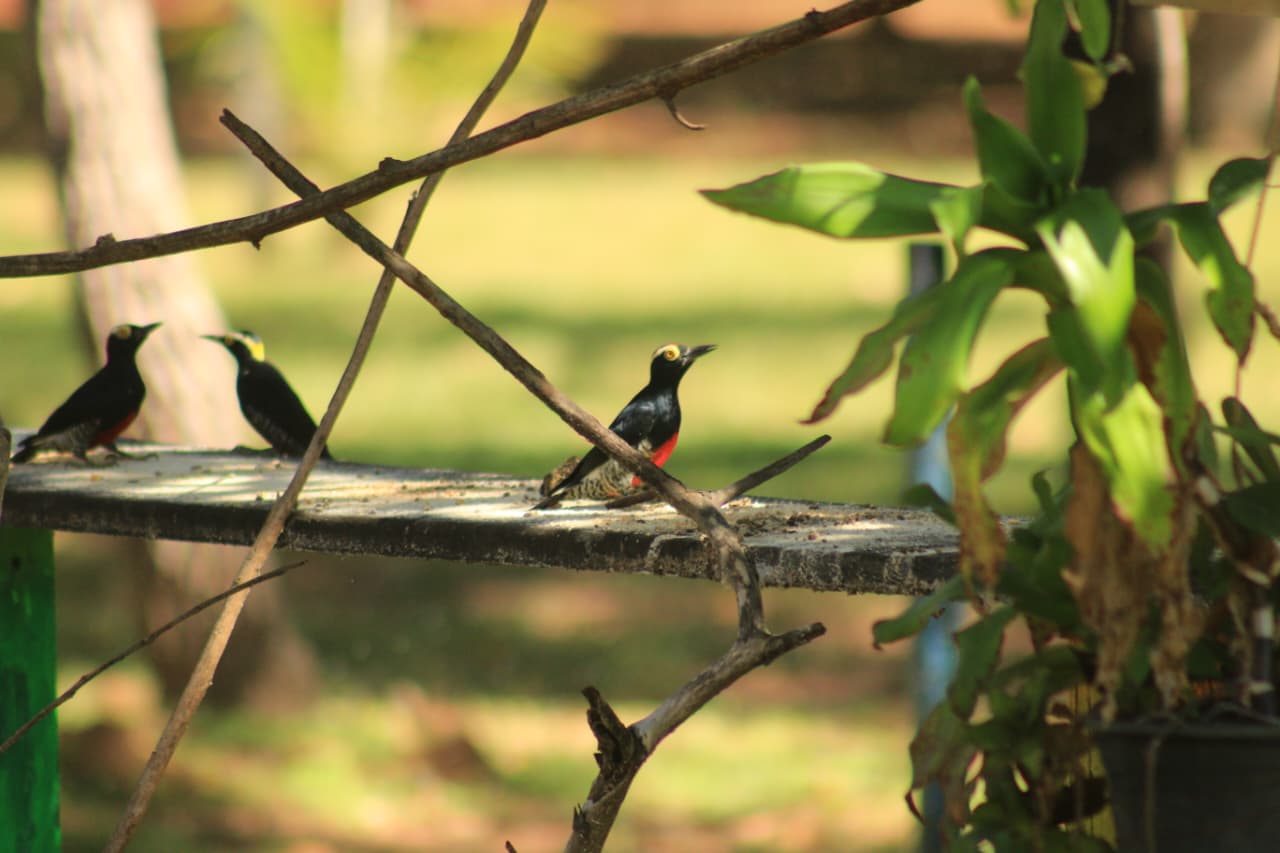 Três aves de plumagem escura em um poleiro entre a vegetação